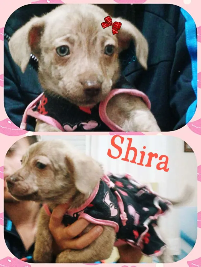 Cachorro ra a Srd idade Abaixo de 2 meses nome Shira 