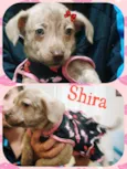 Shira