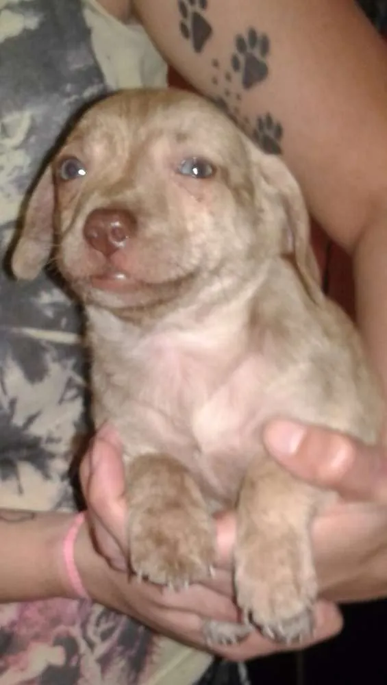 Cachorro ra a Srd idade Abaixo de 2 meses nome Shira 