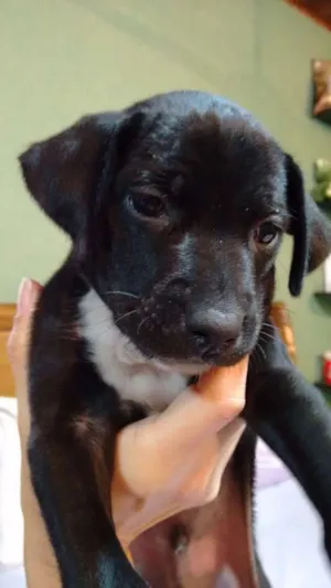 Cachorro raça Vira-lata idade Abaixo de 2 meses nome Black