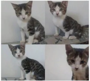 Gato raça Indefinida idade 2 a 6 meses nome Não tem 