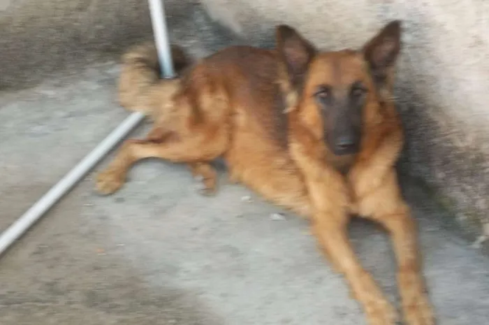 Cachorro raça mestiço(belga com pastor idade 3 anos nome Gaia