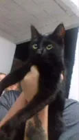 Morgana