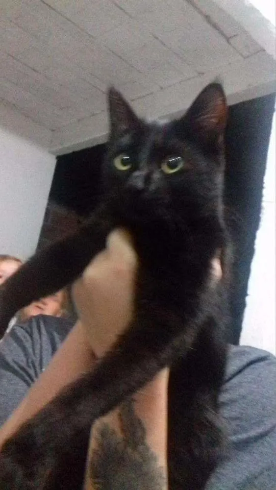 Gato raça  idade 2 a 6 meses nome Morgana