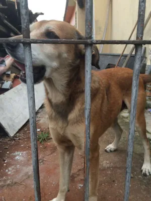 Cachorro raça Vira-Lata idade 6 ou mais anos nome Paçoca GRATIFICA