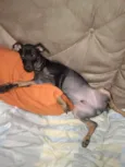 Molly e Dudu
