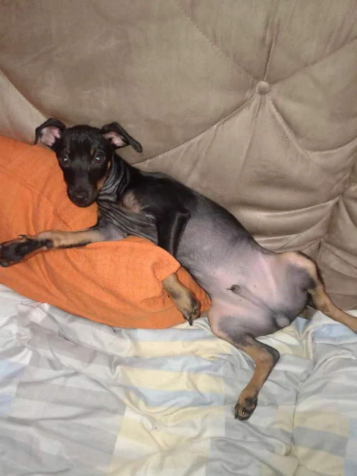 Cachorro ra a Pinscher/fox idade 2 a 6 meses nome Molly e Dudu
