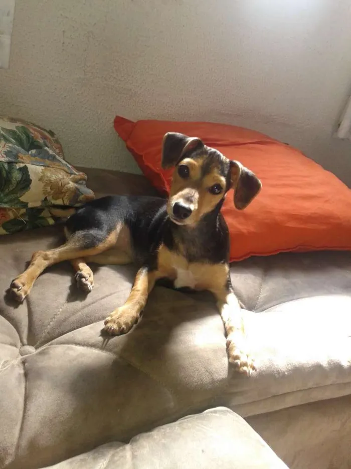 Cachorro ra a Pinscher/fox idade 2 a 6 meses nome Molly e Dudu