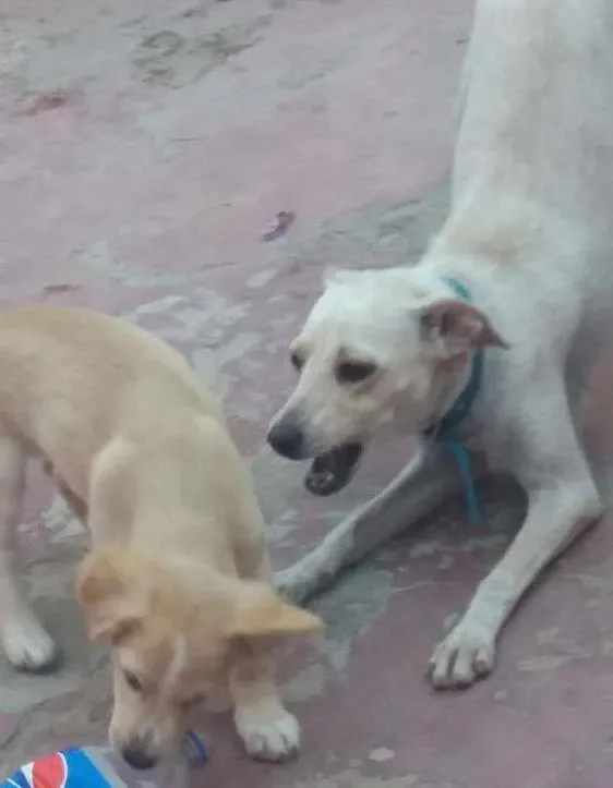 Cachorro ra a Pe duro idade 3 anos nome Meg e Nino