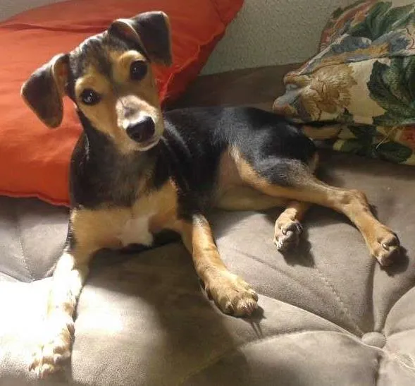 Cachorro ra a Pinscher/fox idade 2 a 6 meses nome Molly e Dudu
