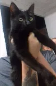 Morgana