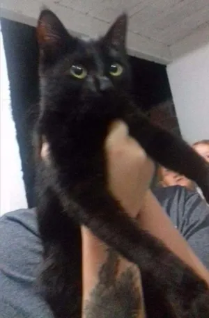 Gato raça  idade 2 a 6 meses nome Morgana