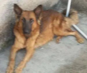 Cachorro raça mestiço(belga com pastor idade 3 anos nome Gaia