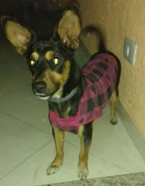 Cachorro raça Viralata idade 7 a 11 meses nome Jade