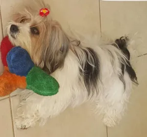 Cachorro raça Lhasa idade 4 anos nome Brenda GRATIFICA