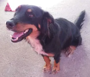 Cachorro raça Indefinida idade 3 anos nome Leca