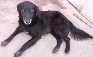Cachorro raça Indefinida idade 4 anos nome Pandora