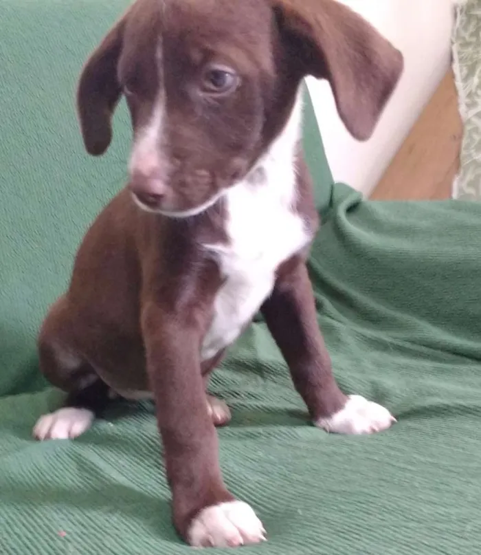 Cachorro ra a SRD idade Abaixo de 2 meses nome OLHINHOS CLAROS