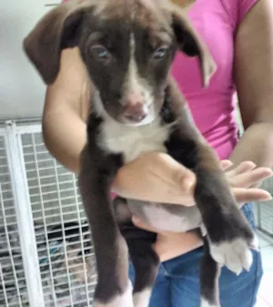 Cachorro raça SRD idade Abaixo de 2 meses nome OLHINHOS CLAROS