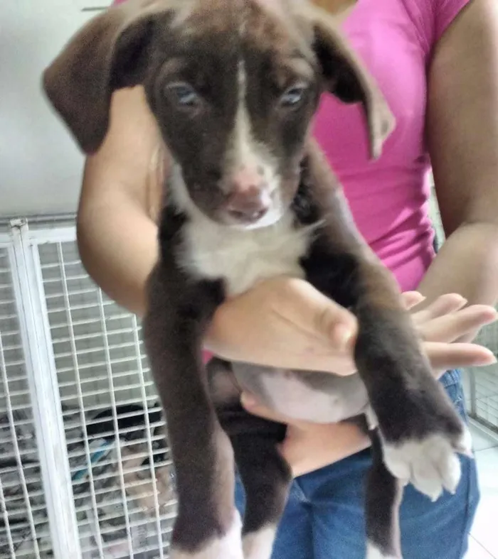 Cachorro ra a SRD idade Abaixo de 2 meses nome OLHINHOS CLAROS