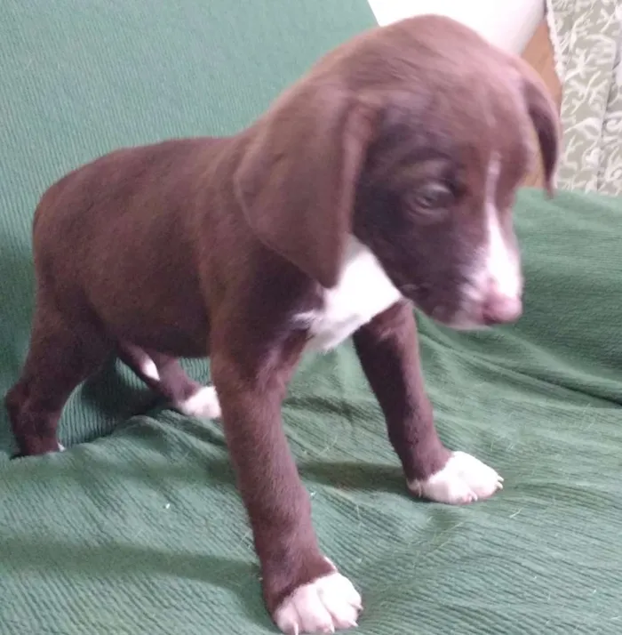 Cachorro ra a SRD idade Abaixo de 2 meses nome OLHINHOS CLAROS