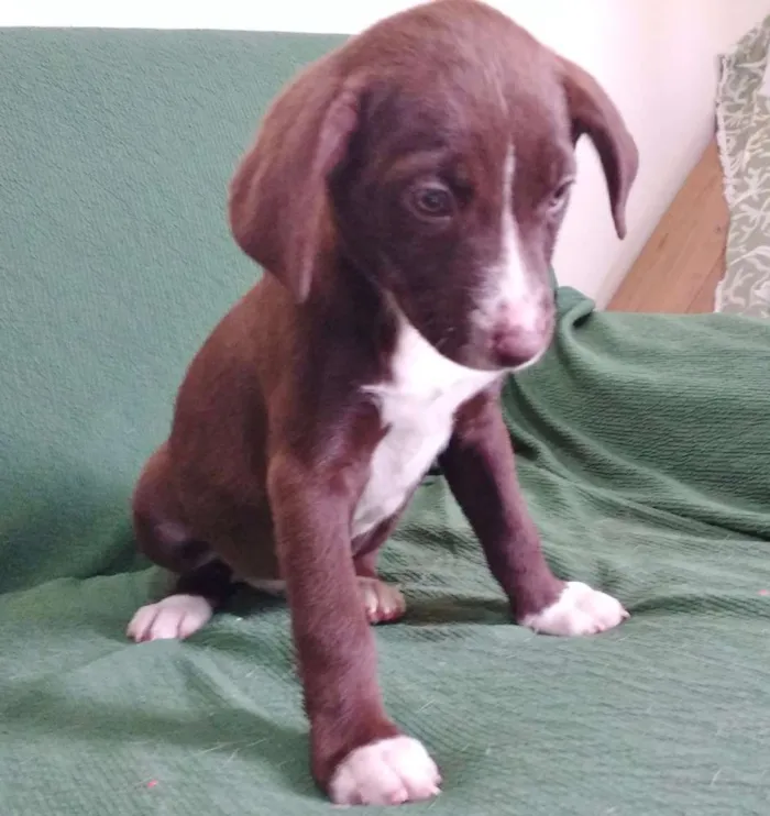 Cachorro ra a SRD idade Abaixo de 2 meses nome OLHINHOS CLAROS