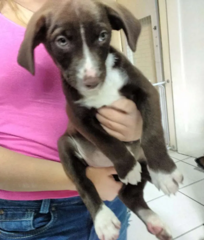 Cachorro ra a SRD idade Abaixo de 2 meses nome OLHINHOS CLAROS