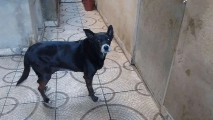Cachorro ra a srd idade 6 ou mais anos nome Preta