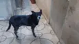 Preta