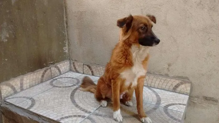 Cachorro ra a srd idade 7 a 11 meses nome Fox