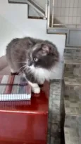Pompom