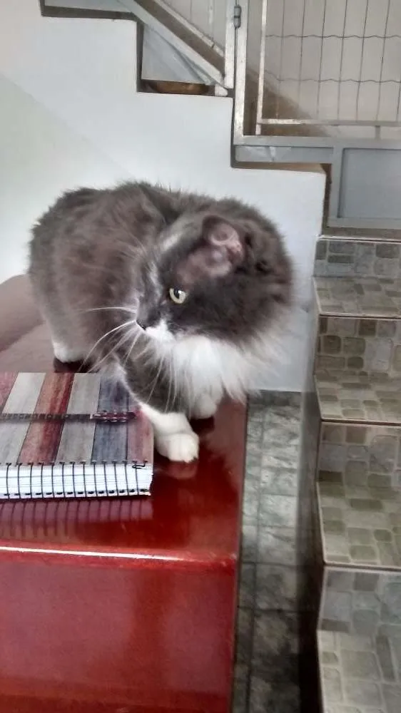 Gato ra a srd idade 6 ou mais anos nome Pompom