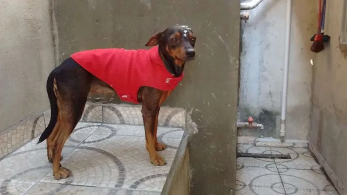 Cachorro ra a srd idade 7 a 11 meses nome Suzy