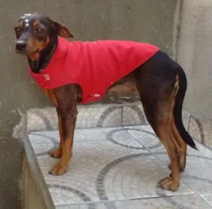 Cachorro raça srd idade 7 a 11 meses nome Suzy