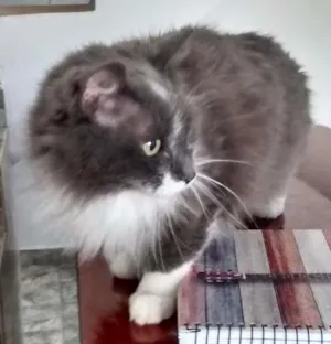 Gato raça srd idade 6 ou mais anos nome Pompom