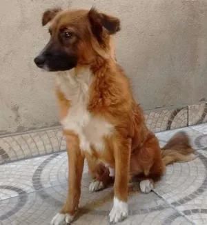 Cachorro raça srd idade 7 a 11 meses nome Fox