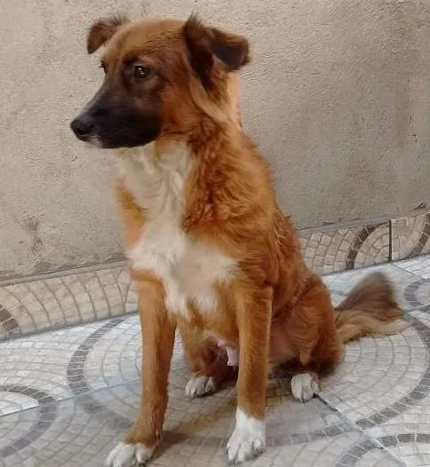 Cachorro ra a srd idade 7 a 11 meses nome Fox