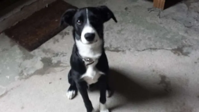 Cachorro ra a Indefinida idade 2 a 6 meses nome Nino