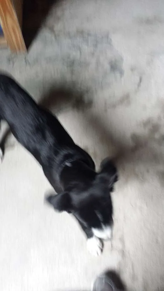 Cachorro ra a Indefinida idade 2 a 6 meses nome Nino