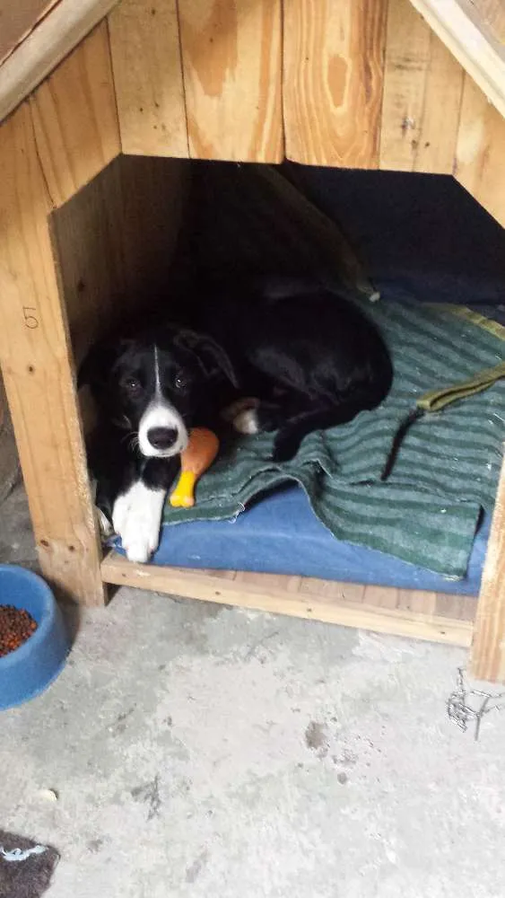 Cachorro ra a Indefinida idade 2 a 6 meses nome Nino