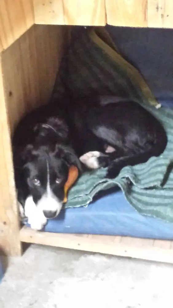 Cachorro ra a Indefinida idade 2 a 6 meses nome Nino