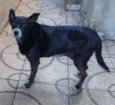 Preta