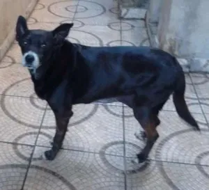 Cachorro raça srd idade 6 ou mais anos nome Preta