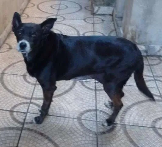 Cachorro ra a srd idade 6 ou mais anos nome Preta