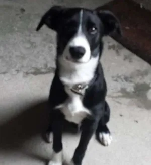 Cachorro raça Indefinida idade 2 a 6 meses nome Nino