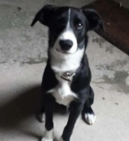 Cachorro ra a Indefinida idade 2 a 6 meses nome Nino