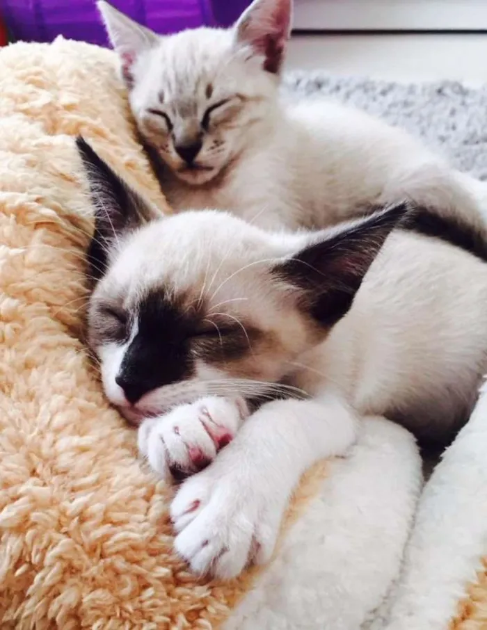 Gato ra a SRD idade 2 a 6 meses nome João e Maria