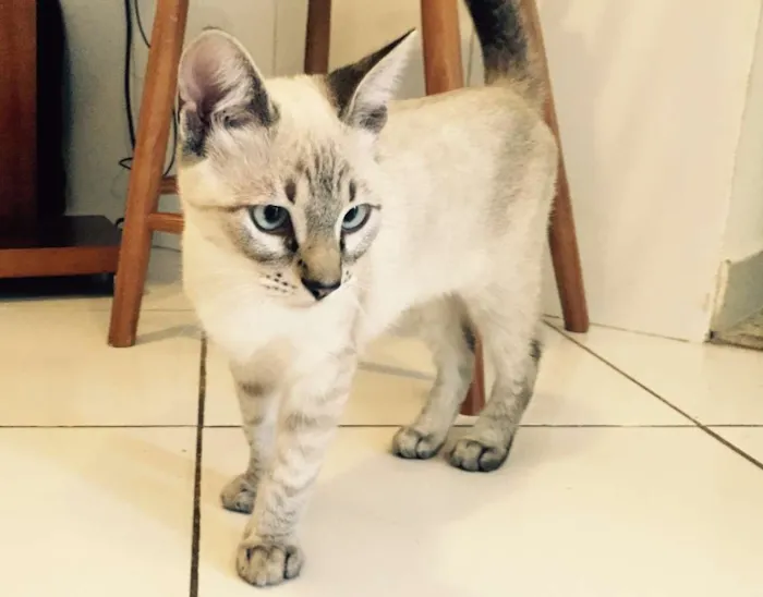 Gato ra a SRD idade 2 a 6 meses nome João e Maria