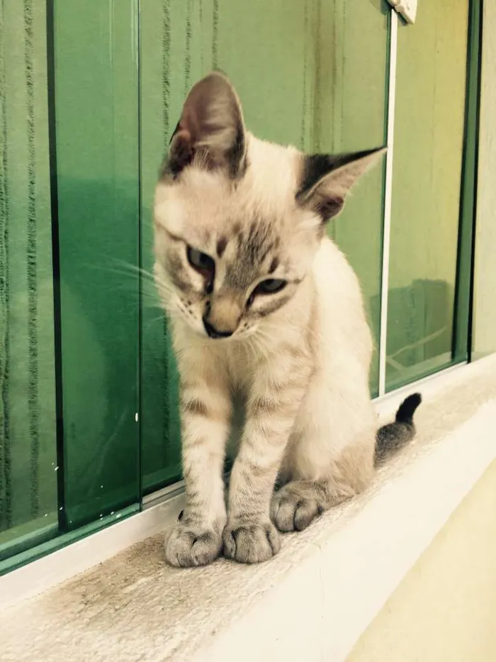 Gato ra a SRD idade 2 a 6 meses nome João e Maria