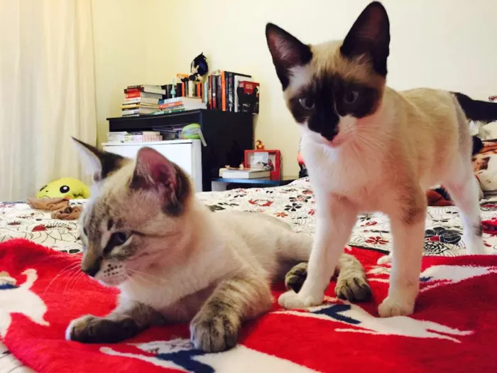 Gato ra a SRD idade 2 a 6 meses nome João e Maria